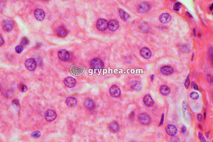 Hépatocytes x400 - gryphea.org